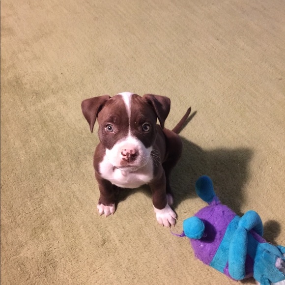 Meet Frankie!!❤️❤️❤️ - Picture 1 of 6